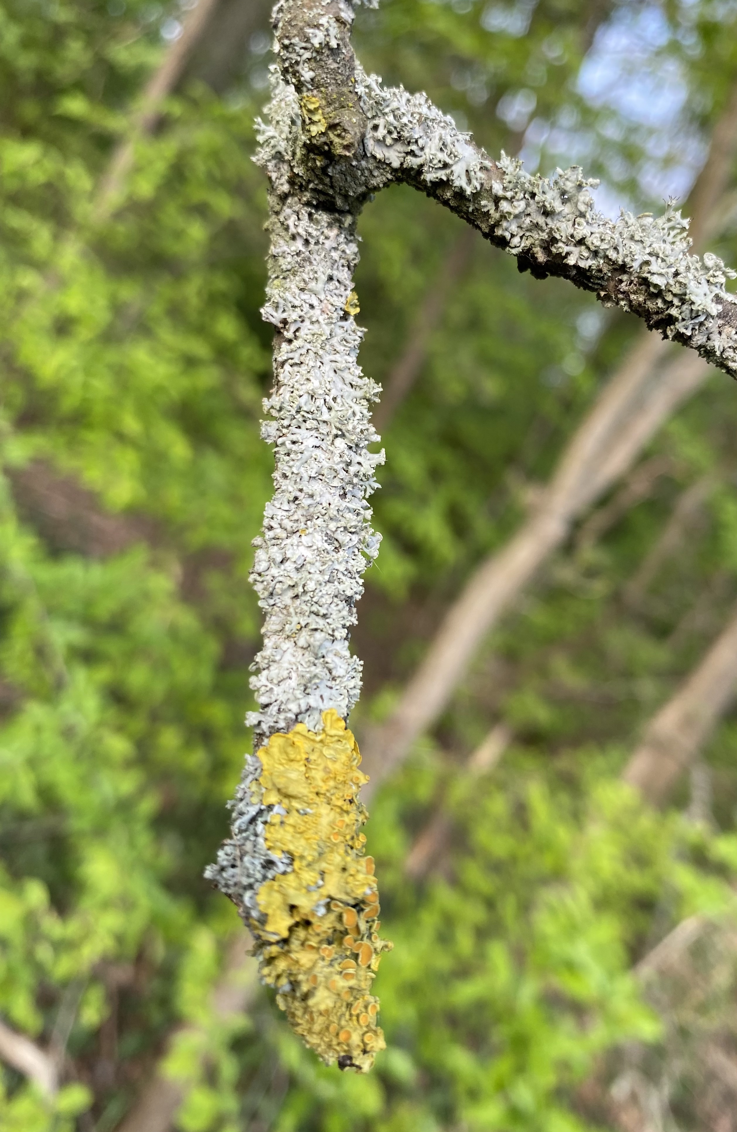 Branch
