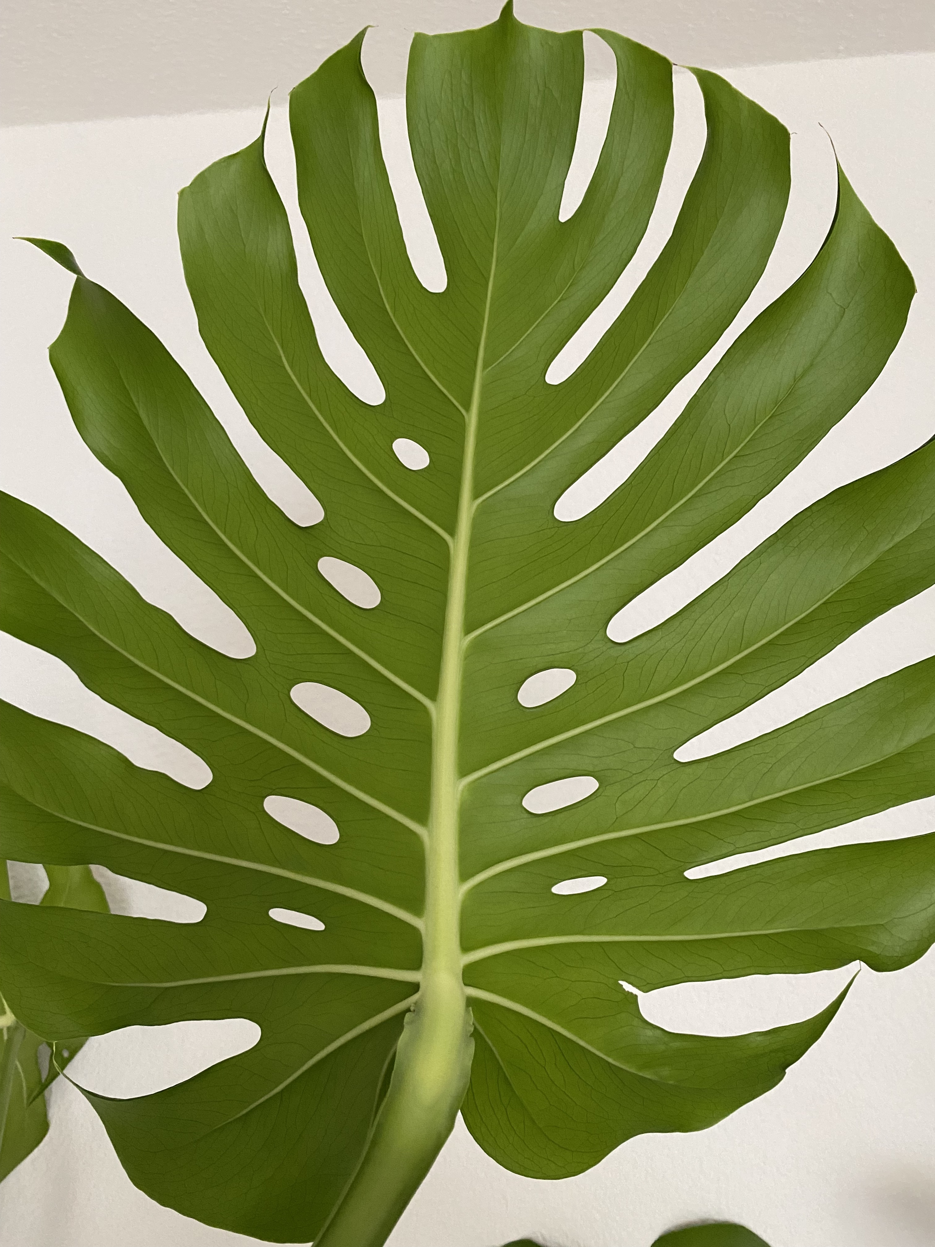 Monstera leaf