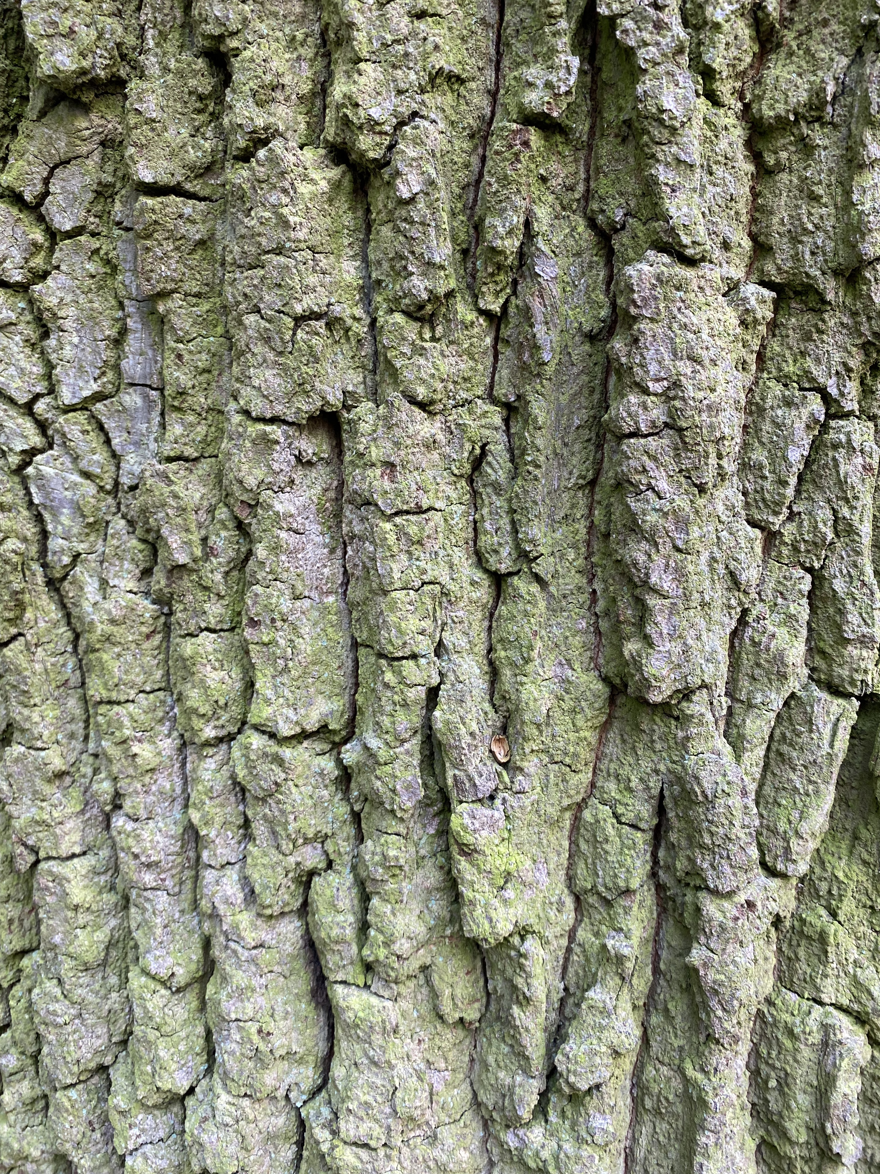 bark