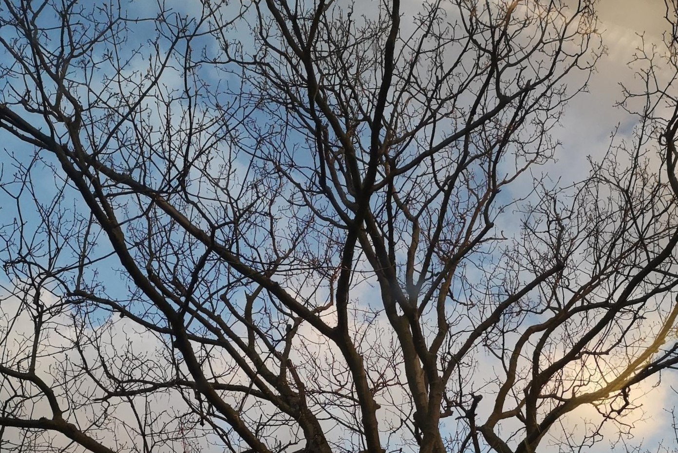 self-similar tree