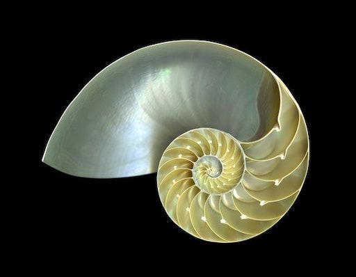 nautilus