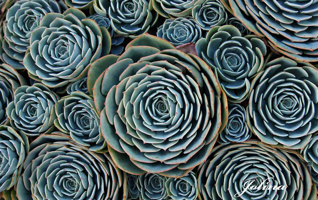 succulents