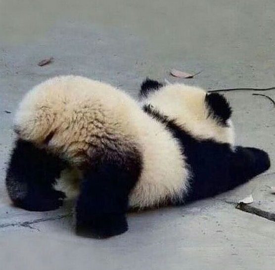 panda